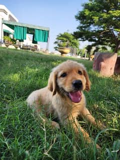 Golden Retriever male / female puppies 0