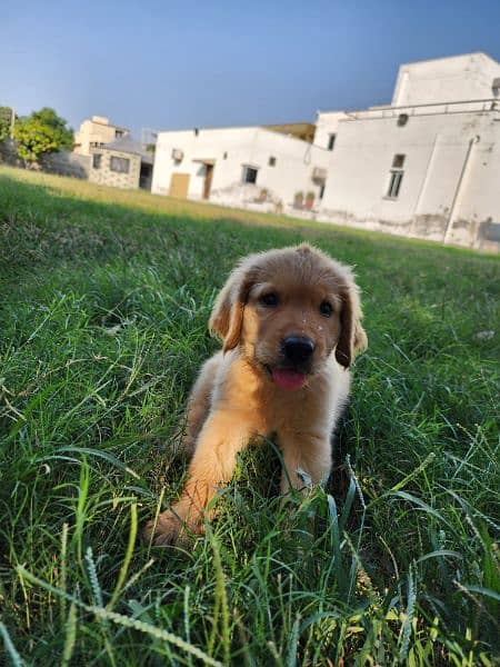 Golden Retriever male / female puppies 1