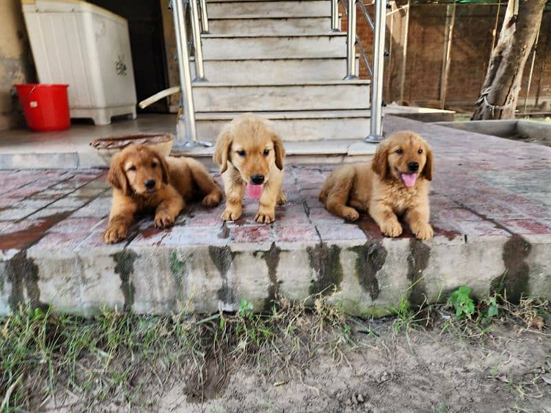 Golden Retriever male / female puppies 2