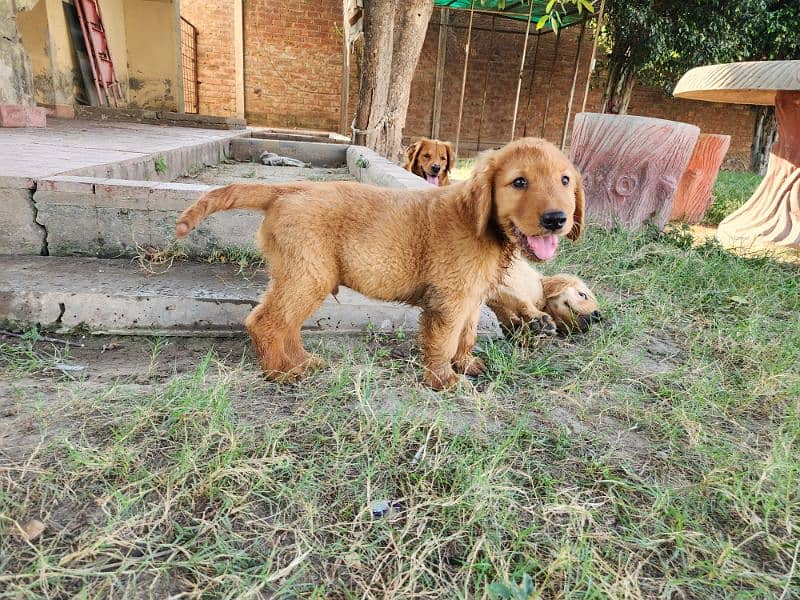 Golden Retriever male / female puppies 3