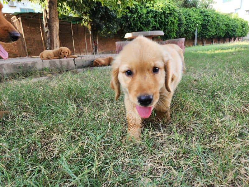 Golden Retriever male / female puppies 4