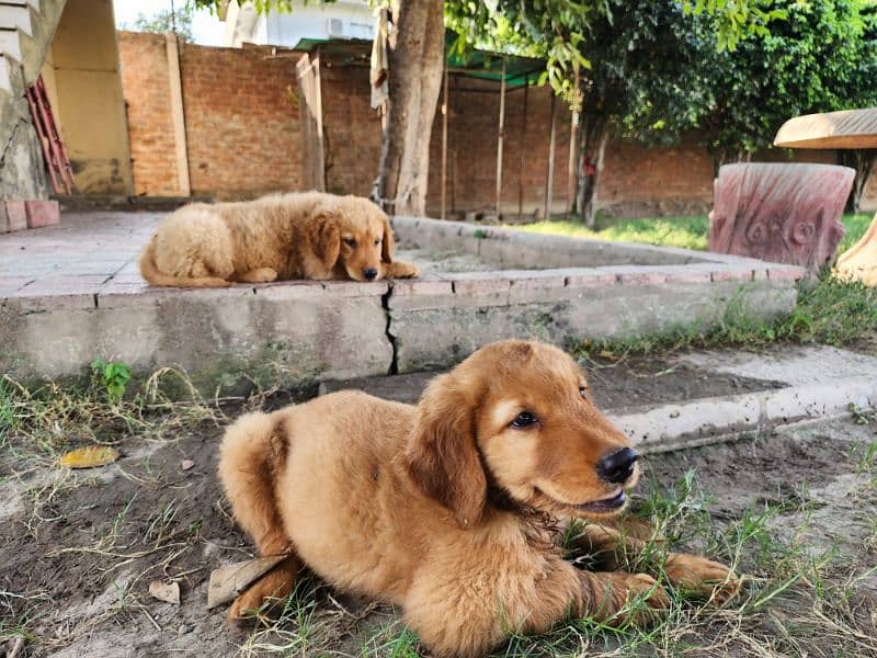 Golden Retriever male / female puppies 5