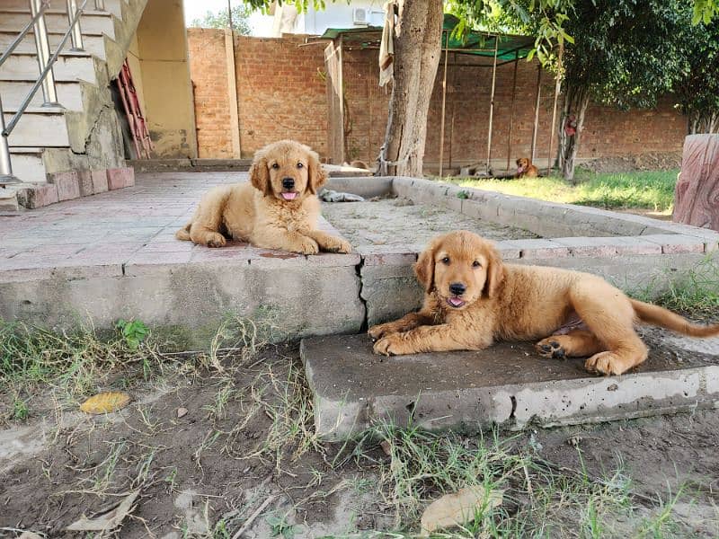 Golden Retriever male / female puppies 6