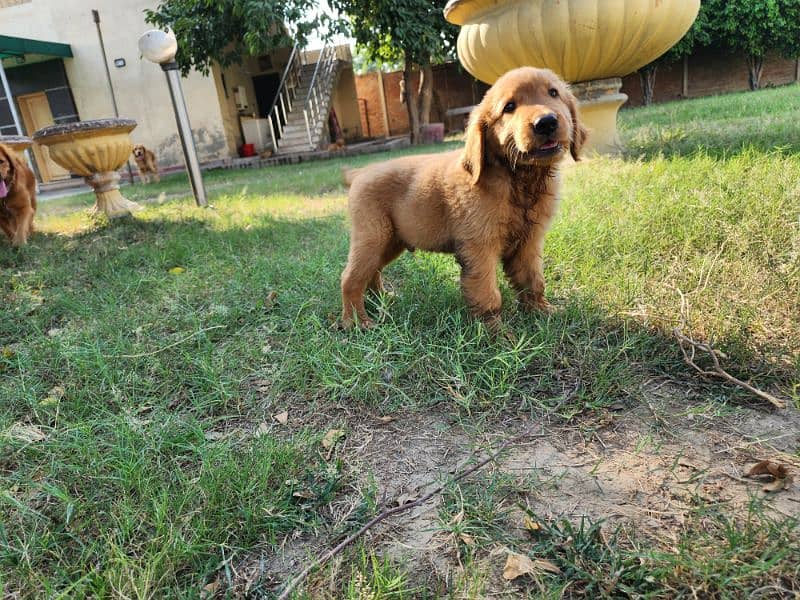 Golden Retriever male / female puppies 7