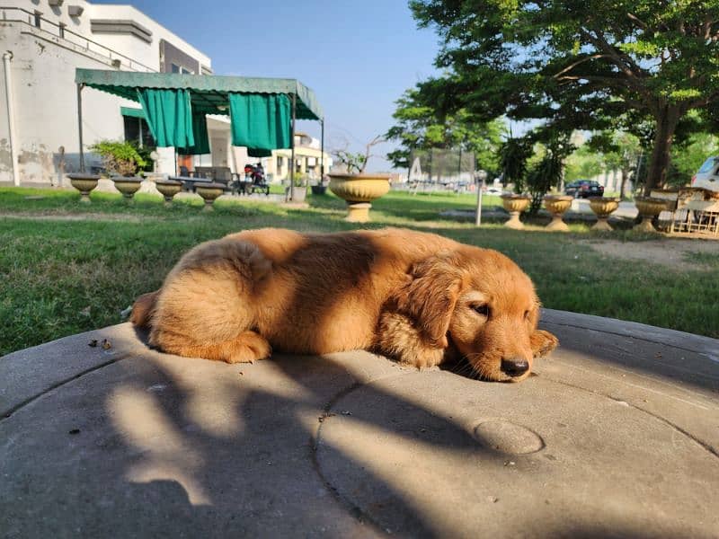 Golden Retriever male / female puppies 8