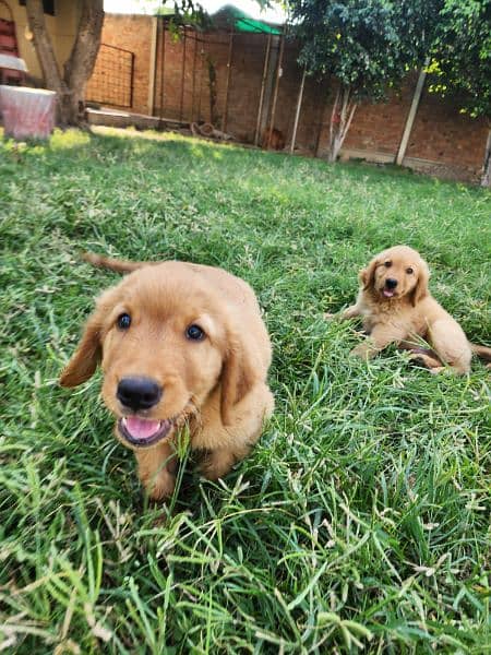 Golden Retriever male / female puppies 9