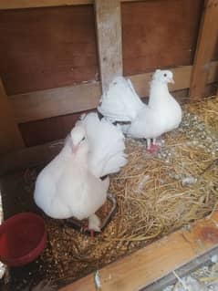 lakka breeder pair with 2 chicks for sale 03129196869