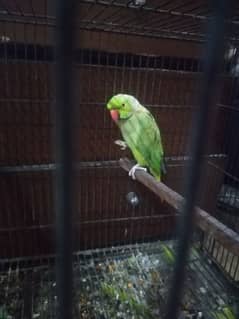 Parrot