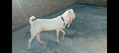 Gulabi goat for sale 0