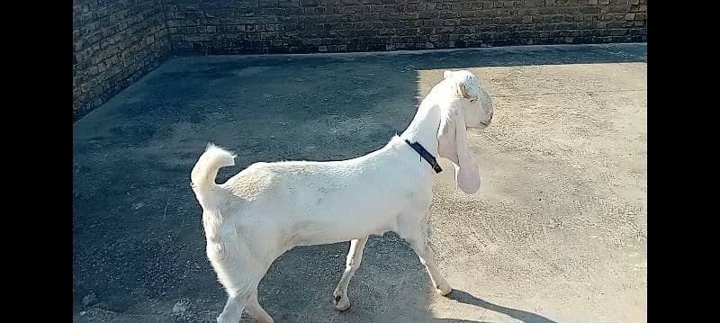 Gulabi goat for sale 1