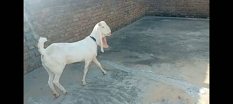 Gulabi goat for sale 2