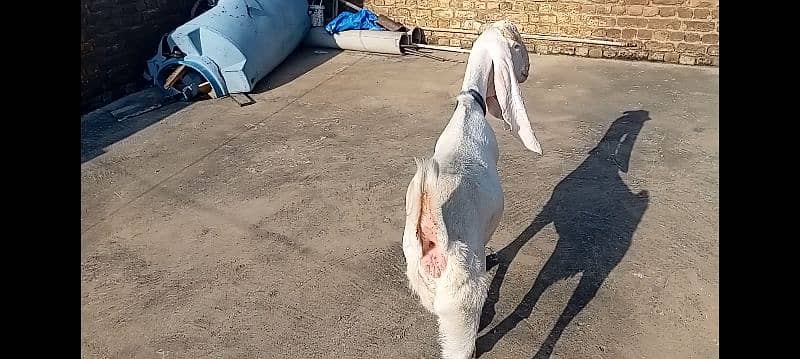 Gulabi goat for sale 3