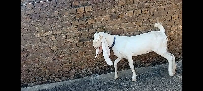 Gulabi goat for sale 4