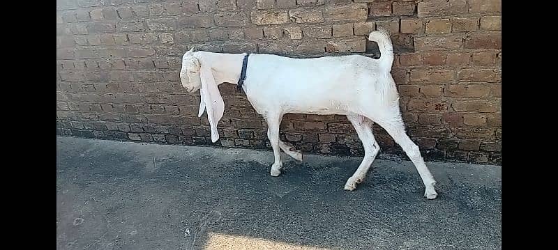 Gulabi goat for sale 5