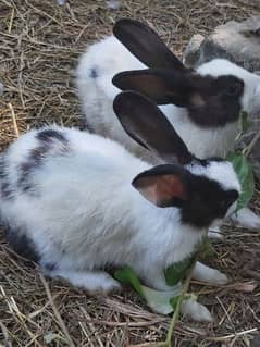 Beautiful desi rabbits for sale