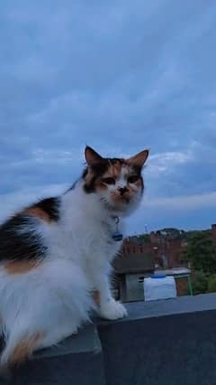 Calico breeder cat