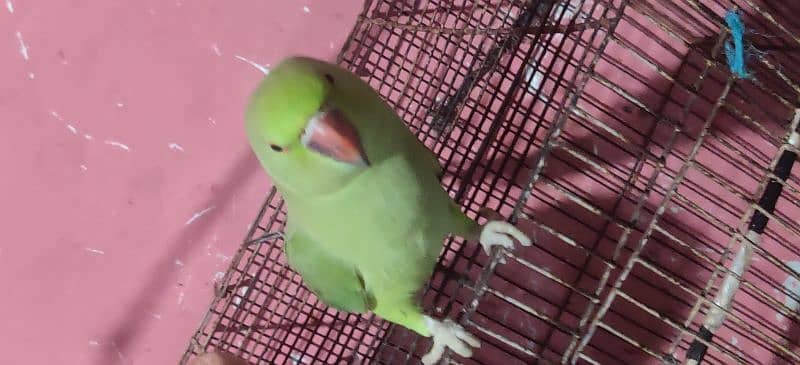 Green ringneck pair breeder 1