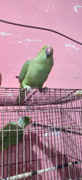 Green ringneck pair breeder 2