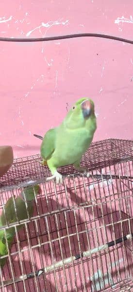 Green ringneck pair breeder 3