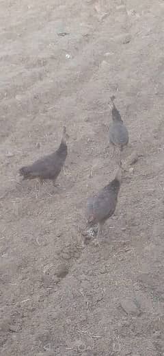 black Shoulder peacocks