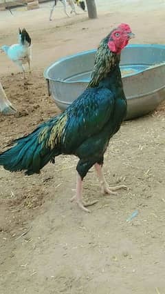 aseel murgha jhang breed