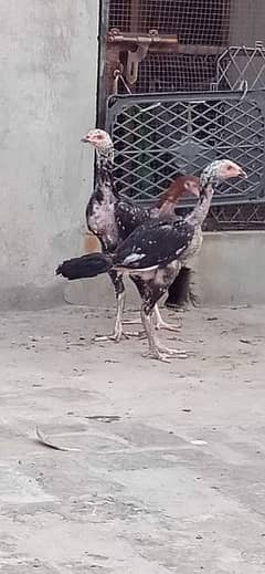 Aseel murga murgi pair for sale 0