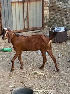 healthy and active goats