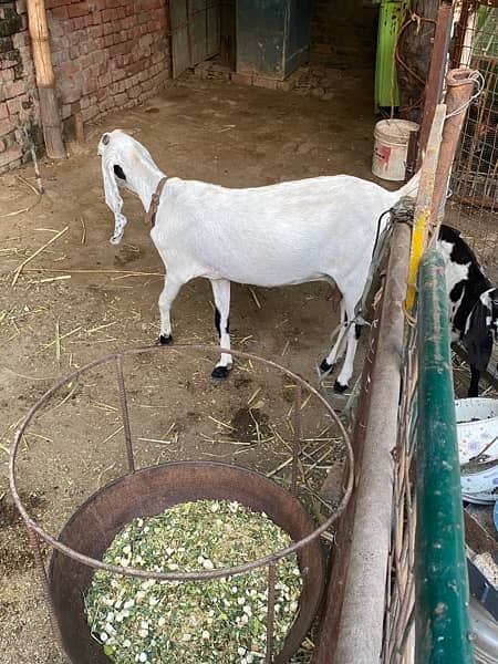 healthy and active goats 1