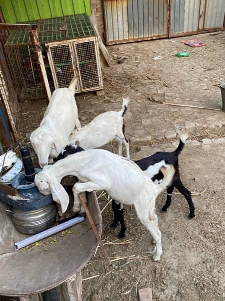 healthy and active goats 2