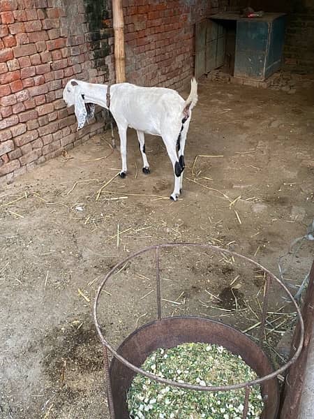 healthy and active goats 3