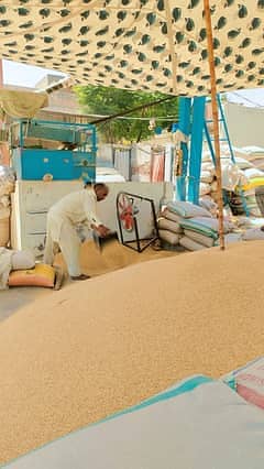 Wheat,Pure Wheat,Gandum 4