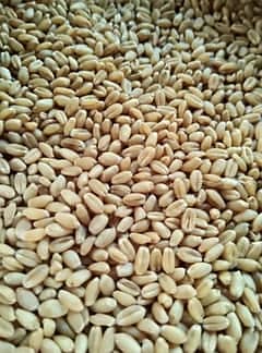 Wheat,Pure Wheat,Gandum 8