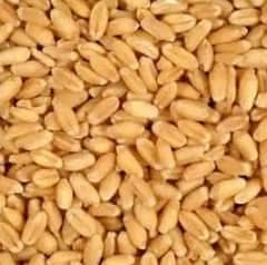 Wheat,Pure Wheat,Gandum 9