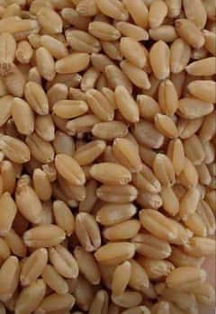 Wheat,Pure Wheat,Gandum 10