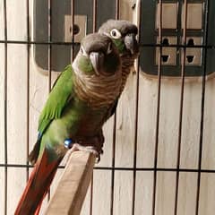 conure green chick pair