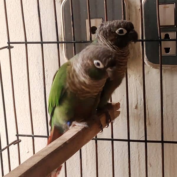 conure green chick pair 1