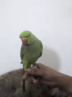 hand taim and talking parrot