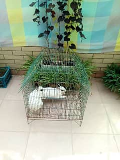 Hottot breeder pair with cage