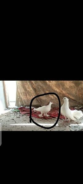 pigeon for sell 1