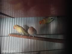 parblue Pestlino/ Lovebirds / parrots /birds