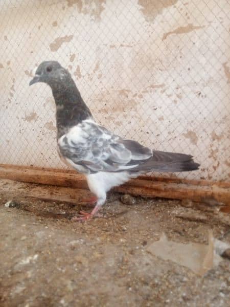 greybaaz kabooter for sale 0