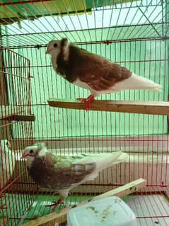 Beautiful Old Dutch Capuchin Pigeon Pair for Sale – PKR 10,000