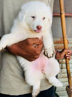 russian female with female pup