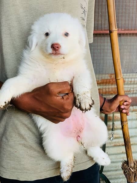 russian female with female pup 1