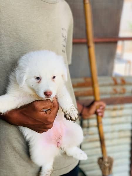 russian female with female pup 2