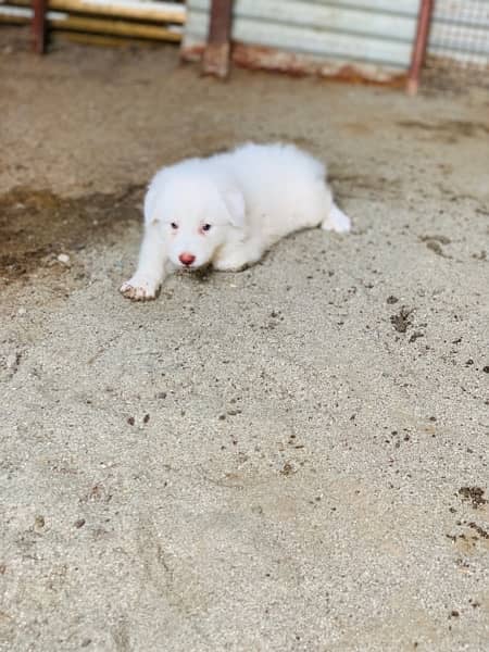 russian female with female pup 3