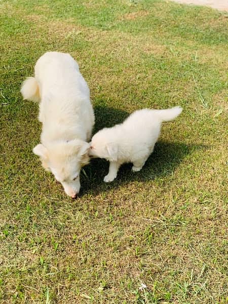 russian female with female pup 4