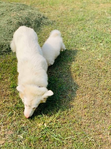 russian female with female pup 5