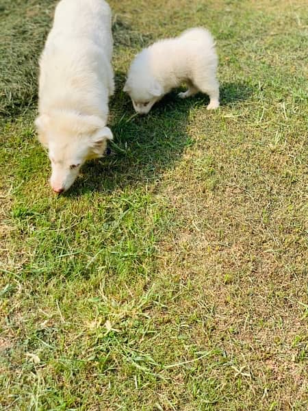 russian female with female pup 6