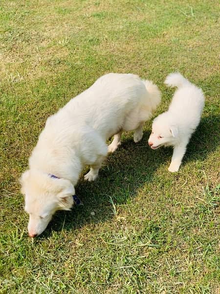 russian female with female pup 7